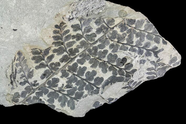 Pennsylvanian Fossil Fern (Sphenopteris) Plate - Kentucky #112926